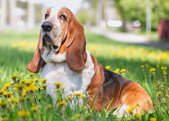 Chó Basset Hound - chó săn chân lùn tai dài đáng yêu