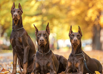 Chó Doberman - Đôi nét về cận vệ trung thành hàng đầu