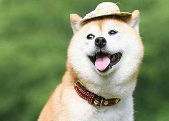 Chó Shiba Inu, chú chó có gương mặt biết cười đến từ Nhật Bản