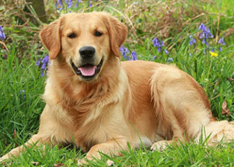 Chó Golden Retriever - chú chó thông minh, trung thành nhất