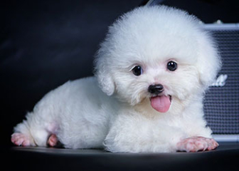 Chó Poodle, chó săn vịt thông minh thứ hai trên thế giới