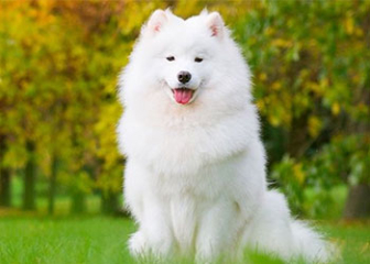 Chó Samoyed, giống chó tuyết xinh đẹp, lông xù, trắng muốt