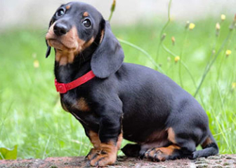 Chó lạp xưởng (Dachshund), chó săn chân lùn thông minh