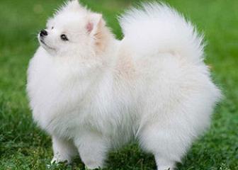 Chó Phốc sóc (Pomeranian), cục bông di động siêu đáng yêu