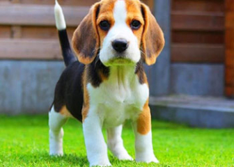 Chó Beagle, giống chó săn thỏ thông minh đến từ Anh Quốc