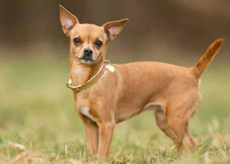 Chó Chihuahua, một trong những giống chó cảnh nhỏ nhất thế giới