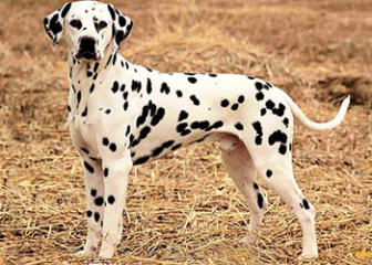 Chó đốm (Dalmatian), giống chó có bộ lông trắng đốm đen, nâu