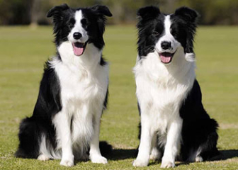 Chó Border Collie, chó chăn cừu thông minh số 1 thế giới