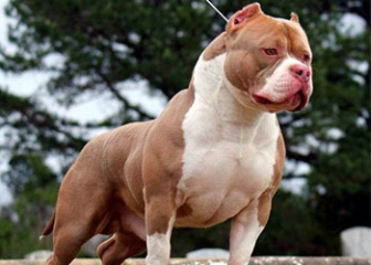 Chó Pitbull, giống chó hiếu chiến nguy hiểm nhất thế giới