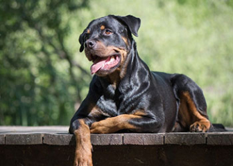 Chó Rottweiler, giống chó cảnh sát thông minh, điềm tĩnh