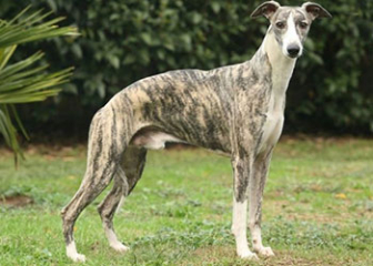 Chó Greyhound, giống chó săn chạy nhanh nhất thế giới