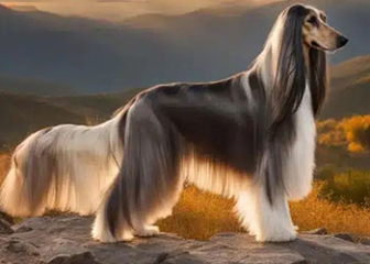 Chó Afghan Hound (Chó săn Afghan), giống chó lông dài quý tộc