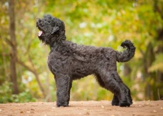 Black Russian Terrier - Origin, Characteristics, Temperament & Behavior