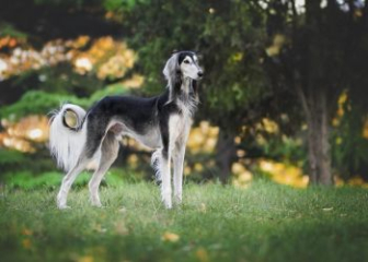Saluki Dog - One of the oldest dog breeds in the world