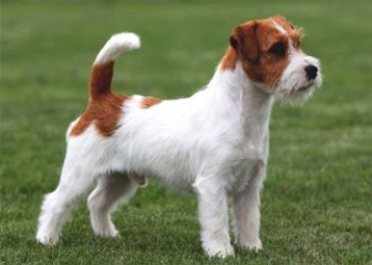 Jack Russell Terrier - Origin, Characteristics and Care