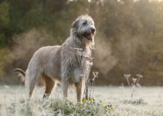 Irish Wolfhound - National dog of Ireland