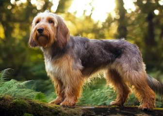 Otterhound - Otterhound dog breed with keen nose and excellent swimming ability