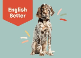 English Setter - Beautiful hunting dog from England