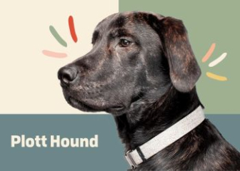 Plott Hound - Scent hunting dog breed from America