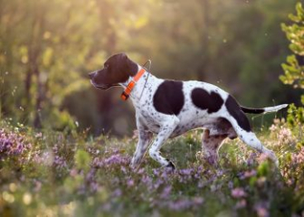 Pointer dog - The best pointing dog breed in England