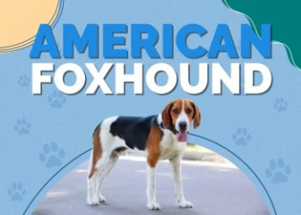 American Foxhound - the classic scent hound