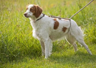 Brittany Spaniel - Agile, intelligent bird hunting dog