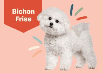 Bichon Frisé - The most adorable and beautiful small dog breed