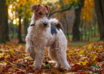 Fox Terrier - Beautiful, brave terrier breed