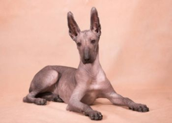 Xoloitzcuintle Hairless Dog - The Unique Dog Breed of the Aztecs