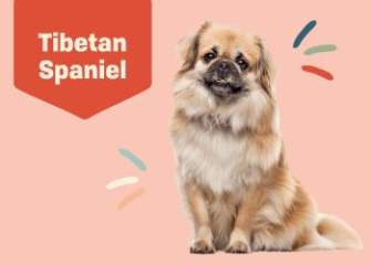 Tibetan Spaniel - Spiritual Dog Breed from Tibet