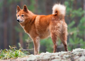 Finnish Spitz - National dog of Finland
