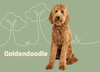 Goldendoodle - Beautiful, adorable hybrid dog breed