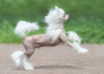 Chinese Crested Dog - The ugliest and most unique dog breed