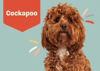 Cockapoo Dog - Origin, Appearance, Personality & Behavior