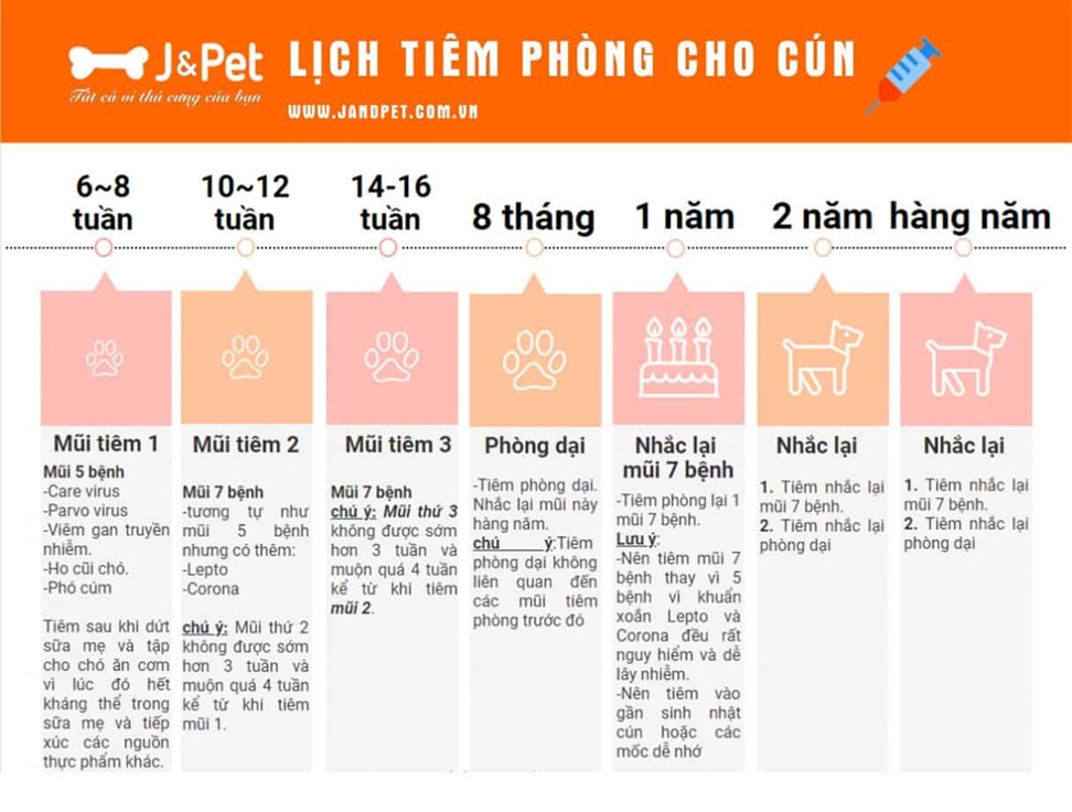 Lịch tiêm phòng cho chó con 7 mũi đầy đủ nhất - J & Pet