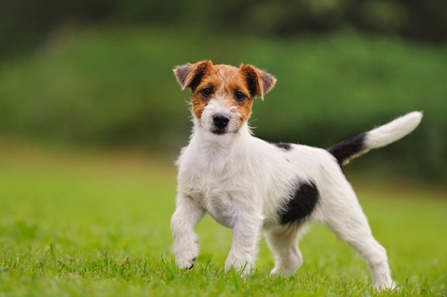 Jack Russell Terrier: Characteristics, Origin, Personality